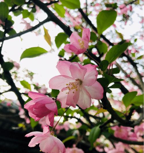 垂丝海棠花语（探寻垂丝海棠的花语）