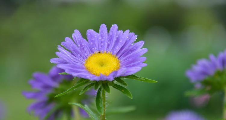 翠菊花语（在生命的律动中绽放的自信与坚强）