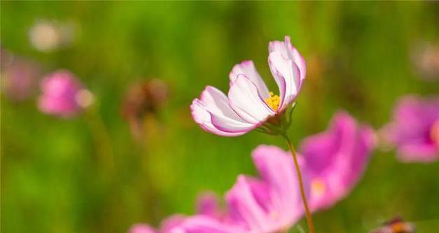 黑色大波斯菊花的神秘魅力（探索黑色大波斯菊花语的隐含意义）