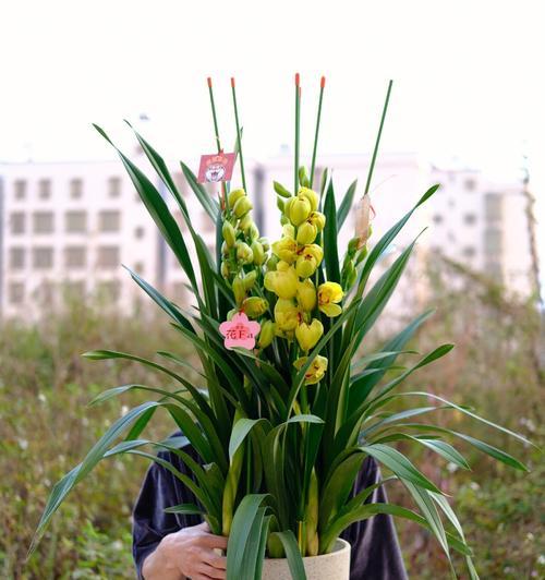 大花蕙兰，花香扑鼻的美丽化身（花开如意）