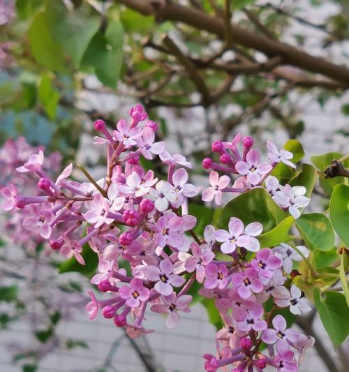 丁香花的花语及含义（传达爱与纪念的花束——探秘丁香花的花语）