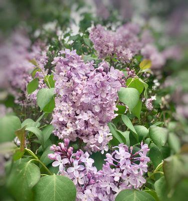 丁香花语之意义与传承（探索丁香花语背后的情感和象征）