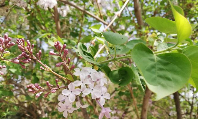 丁香花语之意义与传承（探索丁香花语背后的情感和象征）