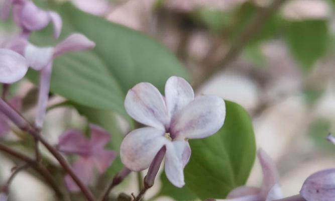 丁香花语之意义与传承（探索丁香花语背后的情感和象征）