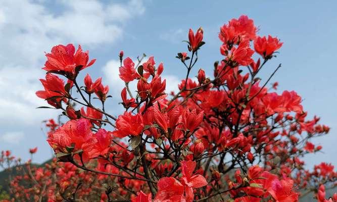 杜鹃花（探索杜鹃花的象征意义和生命哲学）