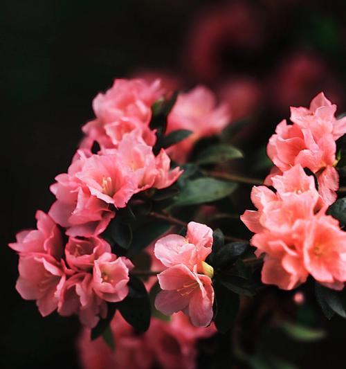 杜鹃花语与寓意，唤起心灵的梦幻之旅（探索杜鹃花的花语）