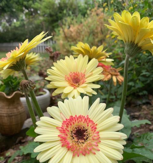 以非洲菊的花语传递祝福与美好（非洲菊的花语传递情感与希望）