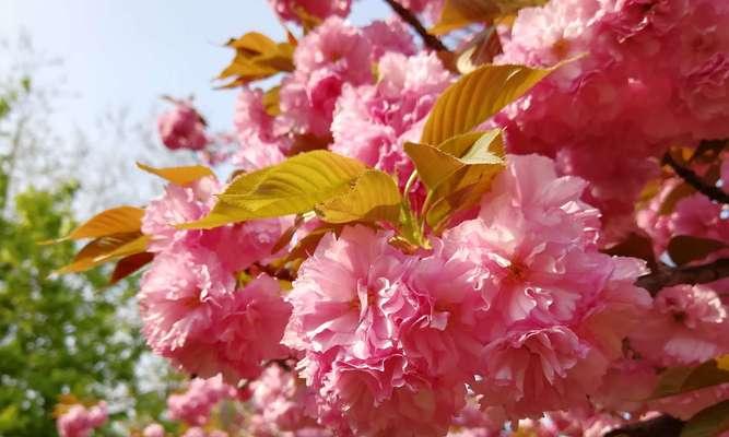 粉色樱花的花语——浪漫与希望的象征（一缕芬芳）