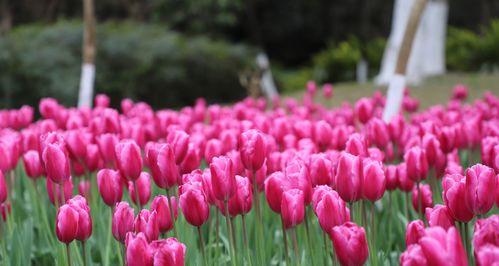 粉色郁金香花语（探寻粉色郁金香的花语意义）