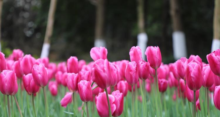 粉色郁金香花语（探寻粉色郁金香的花语意义）