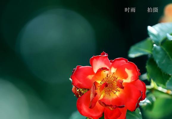 丰花月季花语之美（探寻花海中的情感密码）