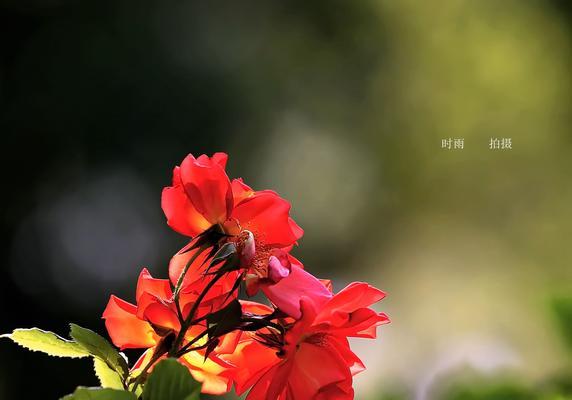 丰花月季花语之美（探寻花海中的情感密码）