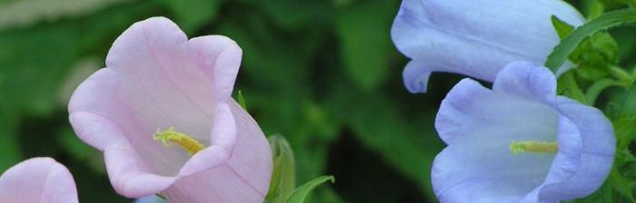 风铃草的花语（风铃草）