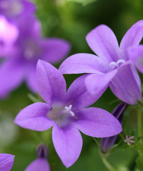 花语浪漫情——爱慕花之美（献上花语）