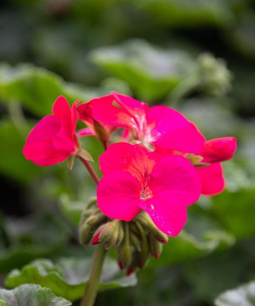 诚实之花（深入探究花语中表示真诚的花种）