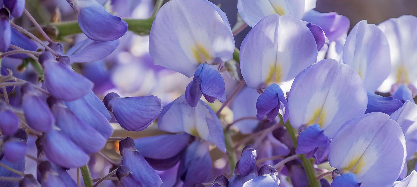 诚实之花（深入探究花语中表示真诚的花种）