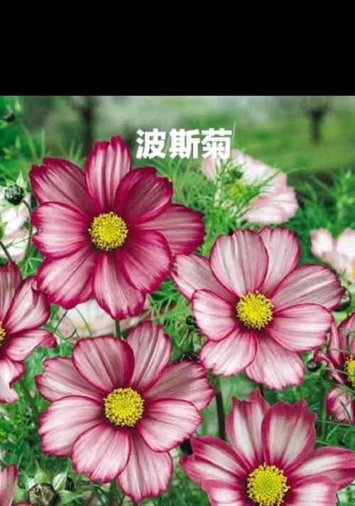 感恩之花——感恩的花语代表（让鲜花传递感恩之情）