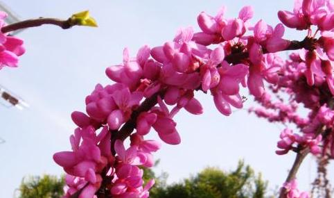 恭喜的花花语解析（详细介绍表示恭喜的花语）