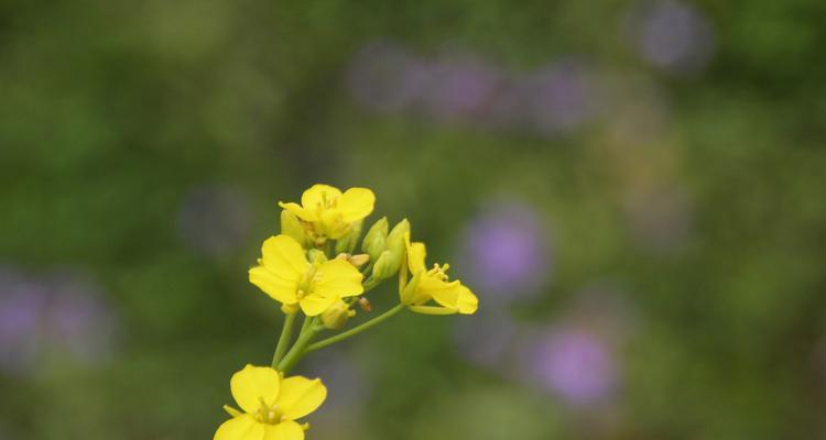 孤独的花语（探究孤独花的内心世界）