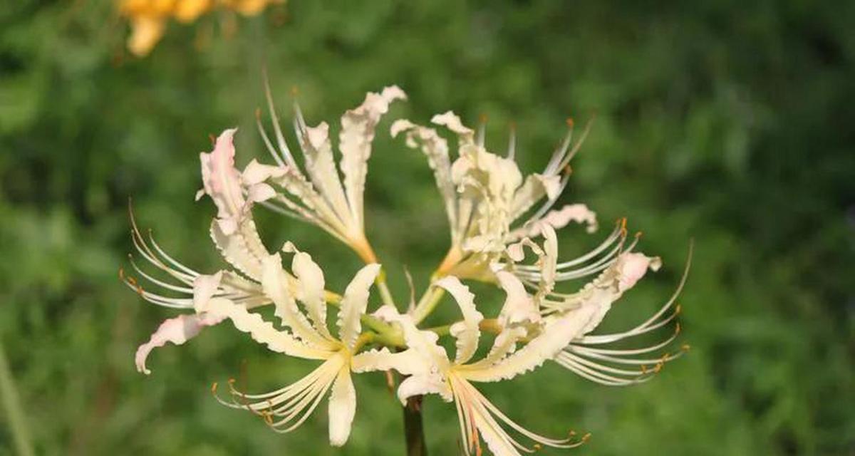 怀念的花语——用花语诉说思念之情（让鲜花带走我们对往昔的回忆）