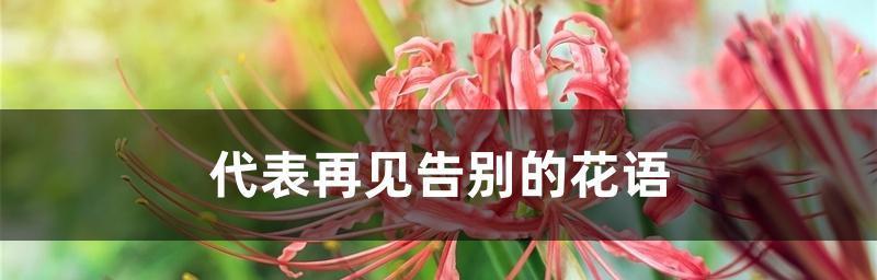 怀念的花语——用花语诉说思念之情（让鲜花带走我们对往昔的回忆）