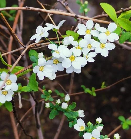 积极向上的花（用花语传递正能量）