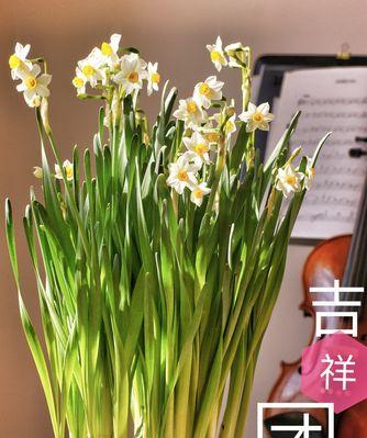 吉祥的花——传递幸福和美好的象征（探寻表示吉祥的花的花语和文化内涵）