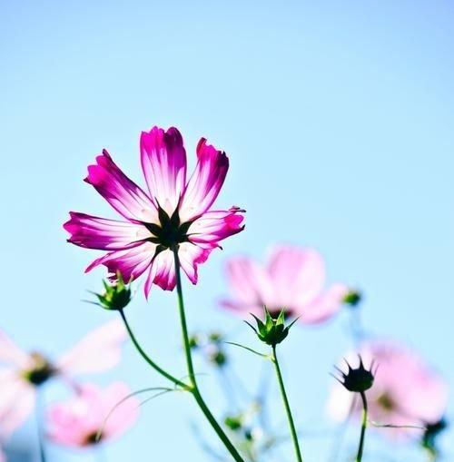 时间花开（花间流年）