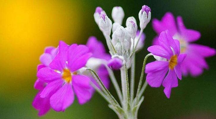 守护的花——化解生活中的孤独与痛苦（以花言巧语温暖人心）