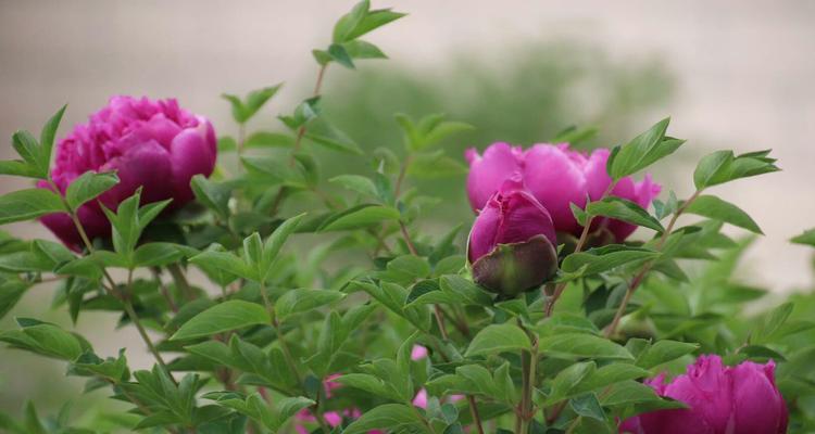 娴静之美——探寻花语中的娴静之花（以莲花为例）