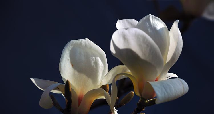 娴静之美——探寻花语中的娴静之花（以莲花为例）