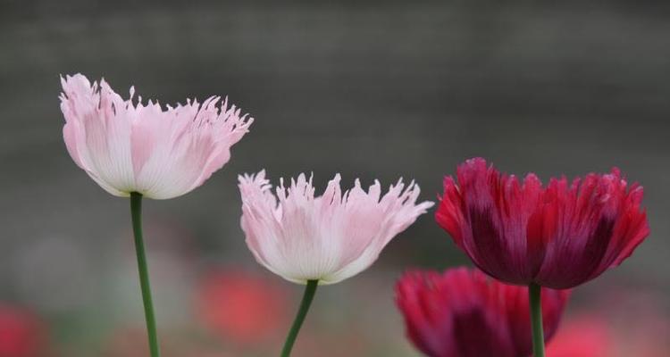 邪恶花的花语（探究邪恶花的植物世界与人类文化）