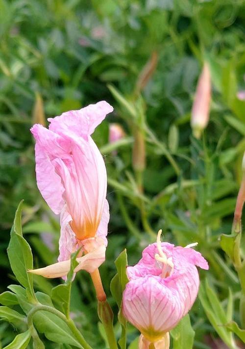 自由的花（自由的美丽与力量）