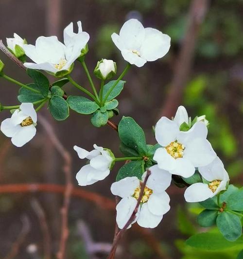 时间美学——遵守时间的花花语（以时间为媒介）