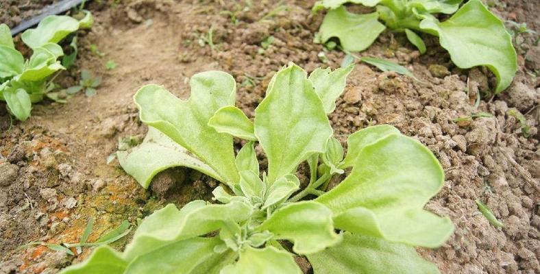 冰菜生长环境与栽培技巧（探秘冰菜的适宜生长条件及种植方法）