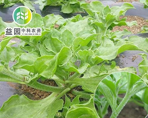 冰菜生长环境与栽培技巧（探秘冰菜的适宜生长条件及种植方法）