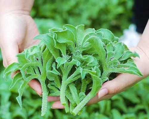 冰菜种植指南（四季适宜）