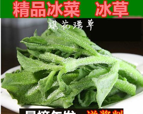 冰菜喜阳还是喜阴（探究冰菜的生长要素和适宜条件）