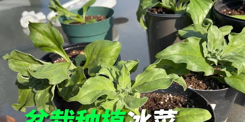 冰菜夏季种植指南（生长周期）