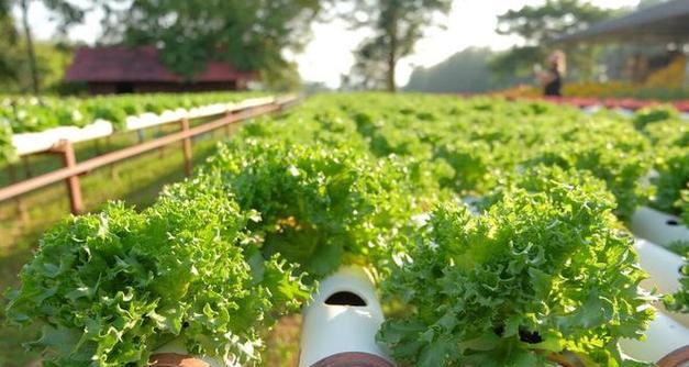 冰菜种植全攻略（一年几次最佳）