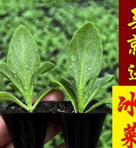 如何种植出优质的冰草（时间、方法、环境三步走）