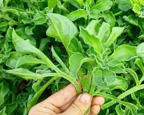 如何选择最佳时间种植冰草种子（冰草种子最佳种植时间）