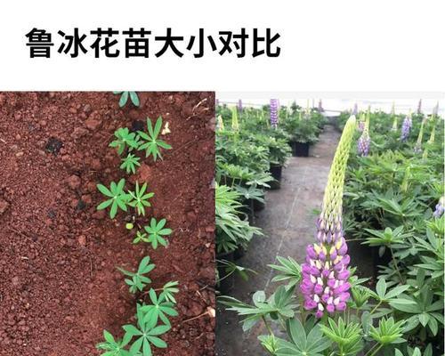 如何种植冰草种子（全面解析冰草种子的种植技巧和方法）