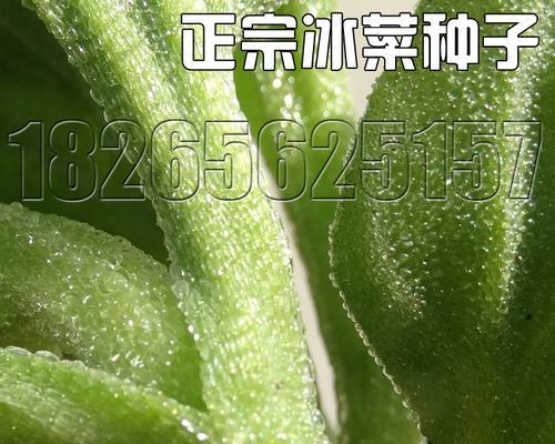 如何种植冰草种子（全面解析冰草种子的种植技巧和方法）