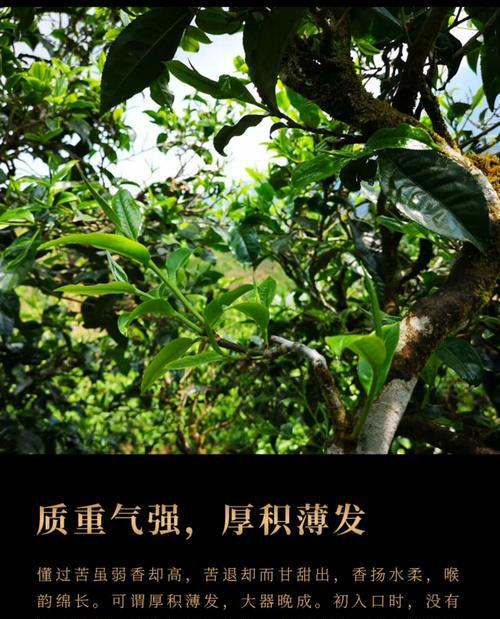 冰岛的茶文化与产业（探访北极圈内的小茶园）