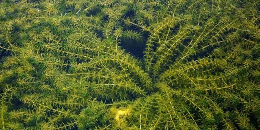 探秘神秘植物——冰子（深入了解冰子的生长环境）