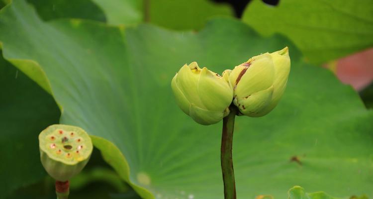 如何种植并蒂莲（栽种时间和方法）