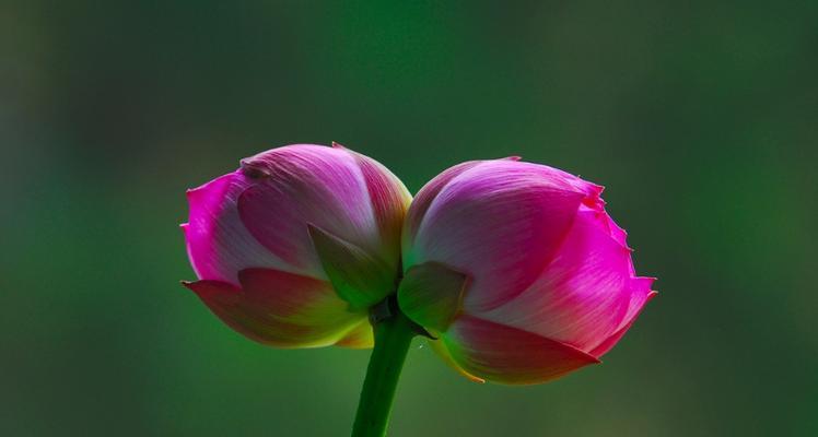 并蹄莲的花语解析（荷塘中的寂静之美）