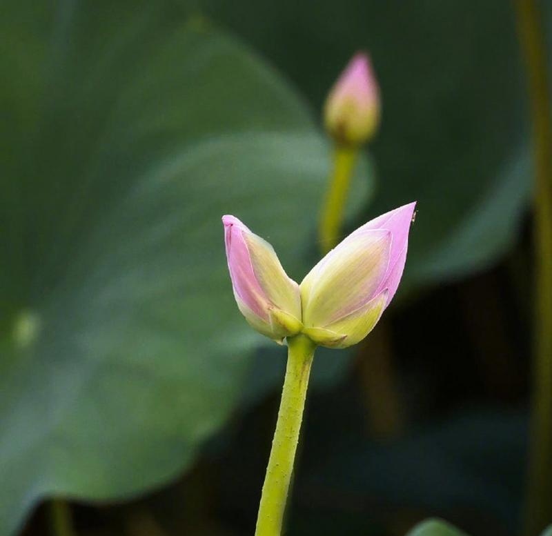 并蹄莲花的养护方法（如何让并蹄莲花长势旺盛）