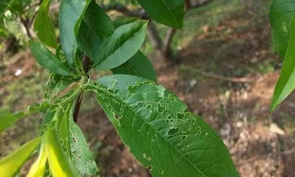 病虫害少的花卉大盘点（打造健康花园的秘诀）